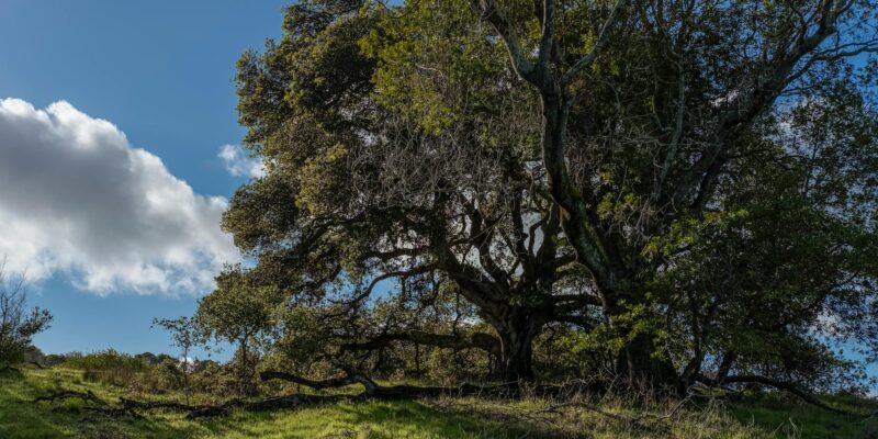 Randall Oaks Petting Zoo West Dundee IL: Family Fun Guide 2026