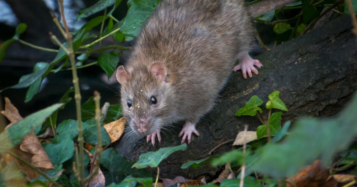 Eradicating a Rat Nest for Good: Expert Guide 2026