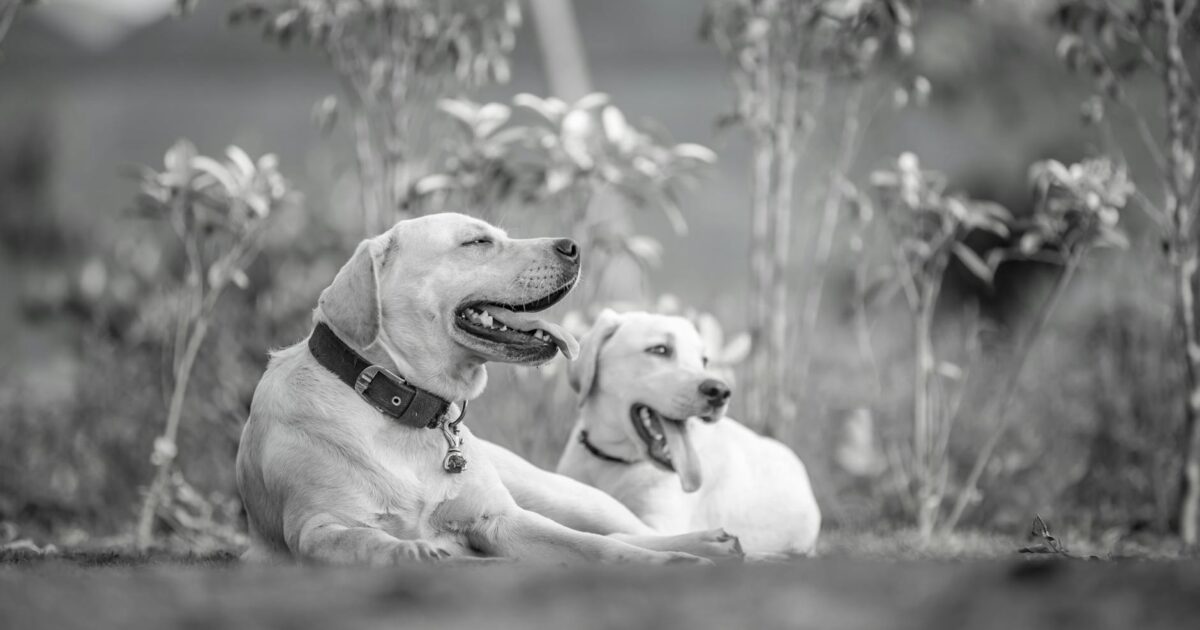 Silver Labrador: The Truth About This Captivating Canine in 2026