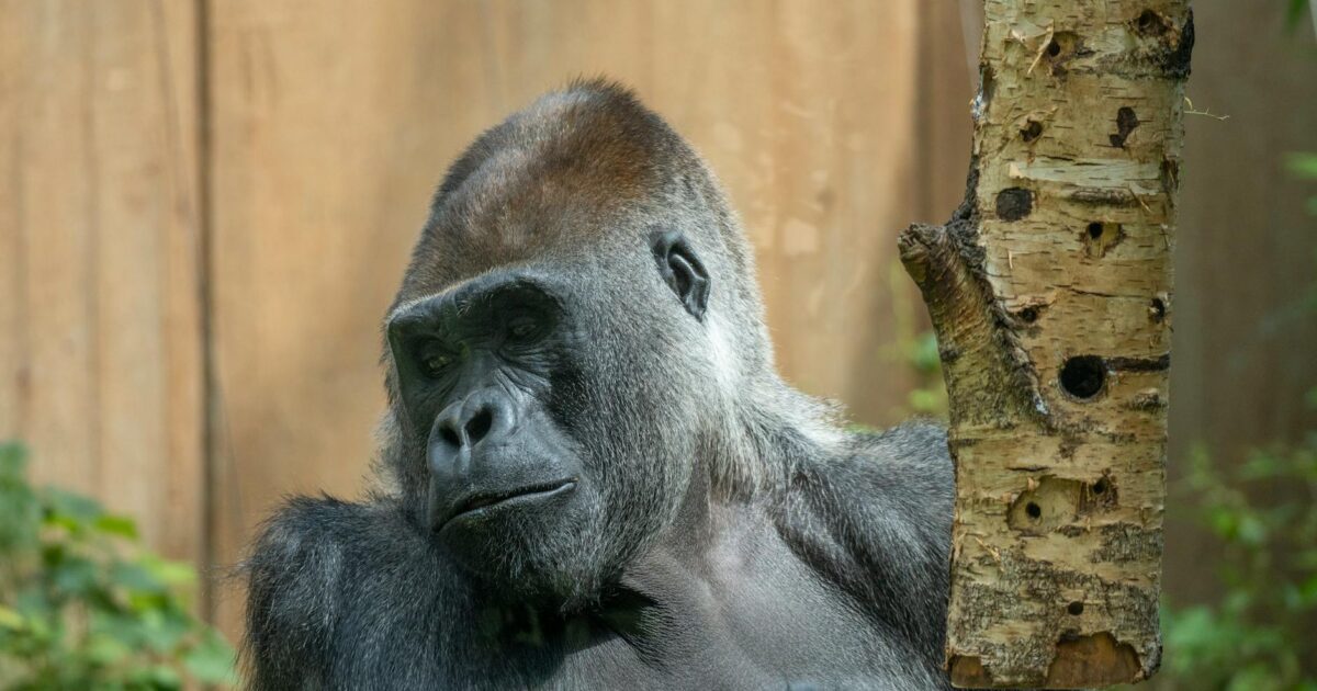 How Strong Are Gorillas? Unveiling Their Incredible Power in 2026