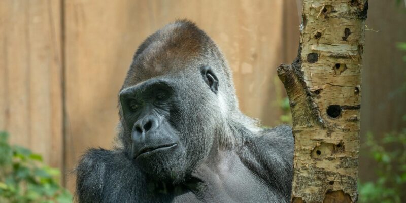 How Strong Are Gorillas? Unveiling Their Incredible Power in 2026
