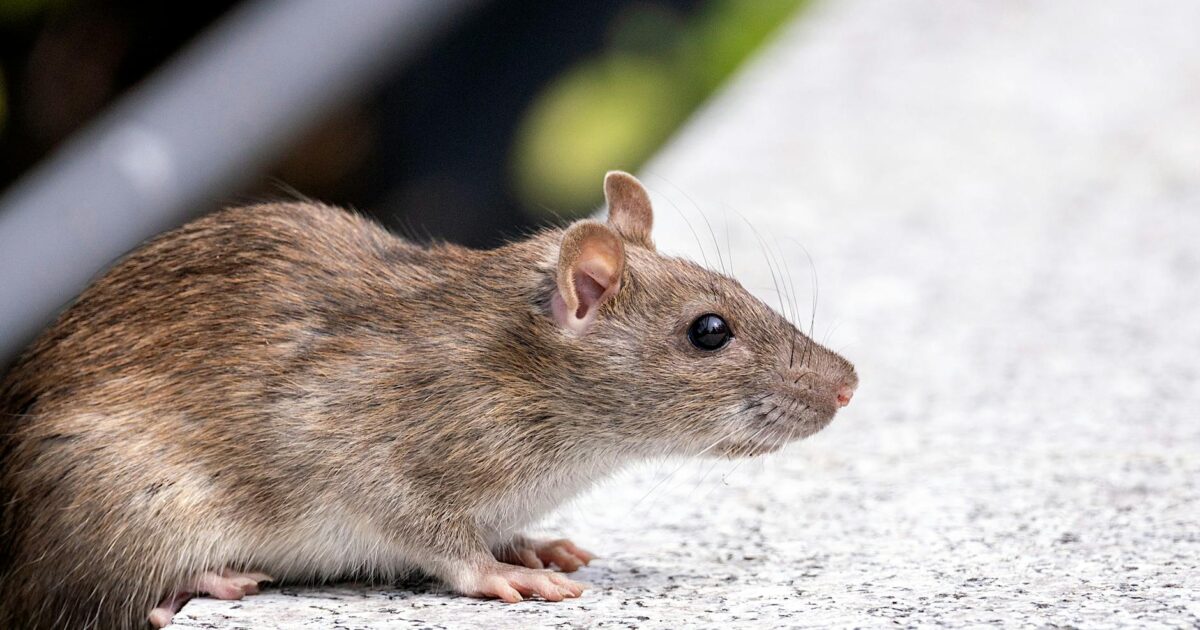 The Ultimate Guide to Rats in 2026: Master Rodent Knowledge