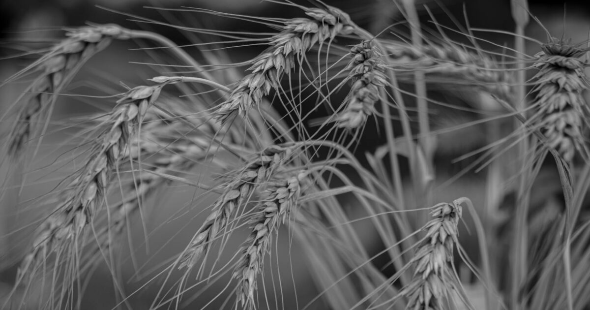 1944 Wheat Penny Value in 2026: Your Guide to Rare Treasures