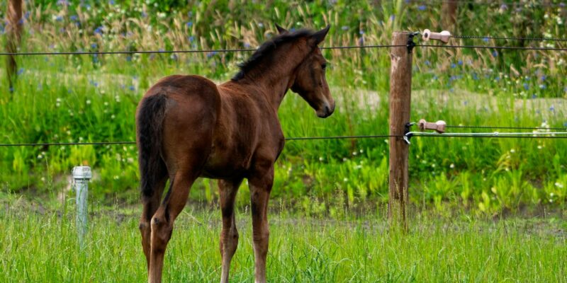 Colt 45 Lyrics: Unpacking the Meaning and History