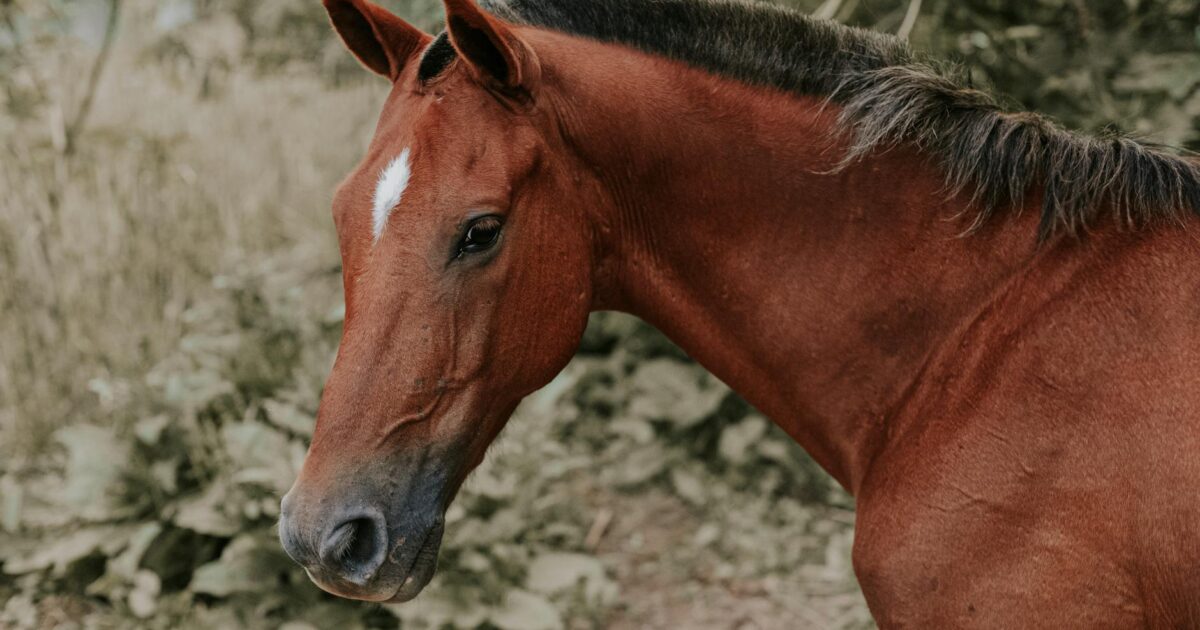 The Bay Horse: Colors, Breeds, and Enduring Charm in 2026