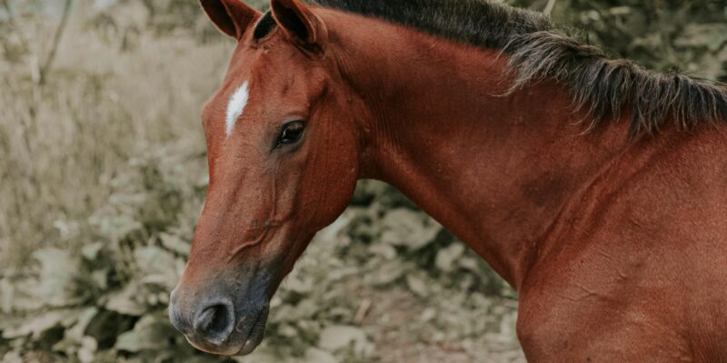 The Bay Horse: Colors, Breeds, and Enduring Charm in 2026