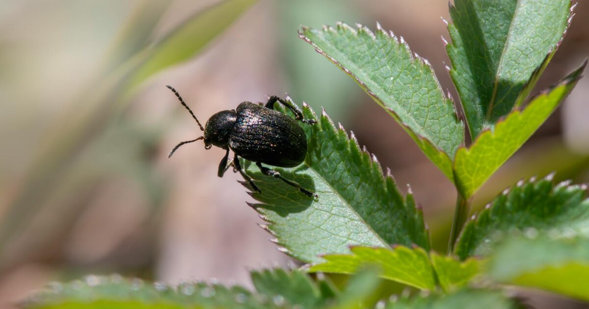 Black Beetle Facts: Identification, Behavior & Control in 2026
