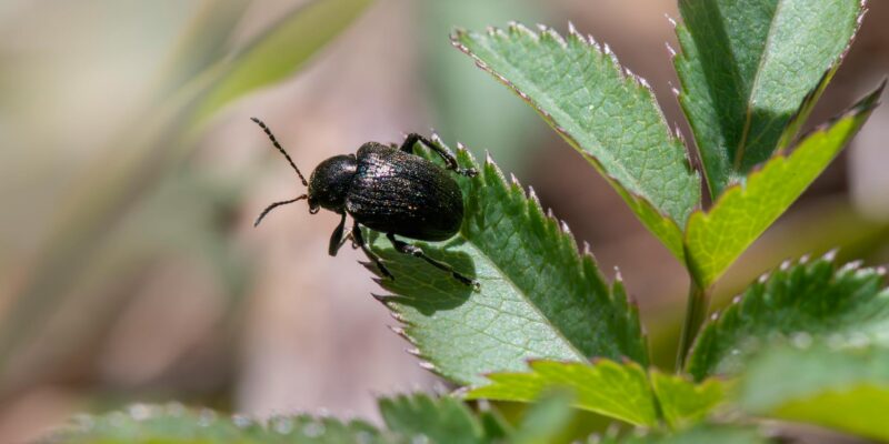 Black Beetle Facts: Identification, Behavior & Control in 2026