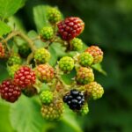 BlackBerry founders Mike Lazaridis Jim Balsillie