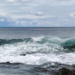 caguama sea turtle swimming