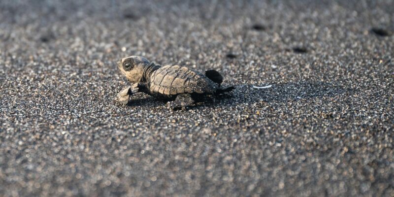 Caguama: Your Ultimate Guide