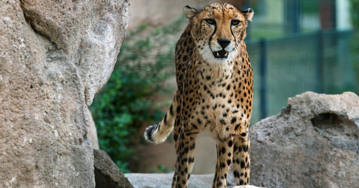 Cheetah vs Leopard Print: Spotting the Difference