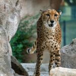 cheetah leopard print comparison