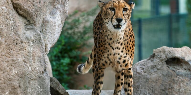 Cheetah vs Leopard Print: Spotting the Difference