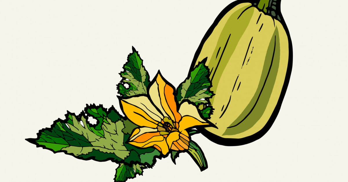 Chilacayote: Your 2026 Guide to This Unique Squash