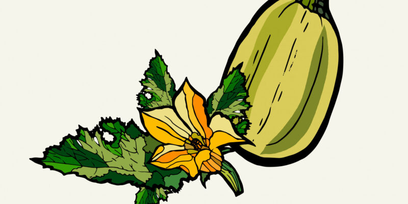 Chilacayote: Your 2026 Guide to This Unique Squash