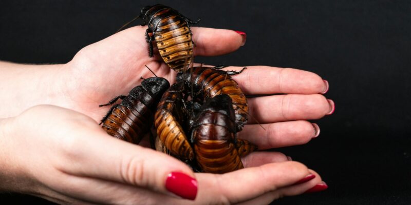 Can Cockroaches Live in Your Penis?