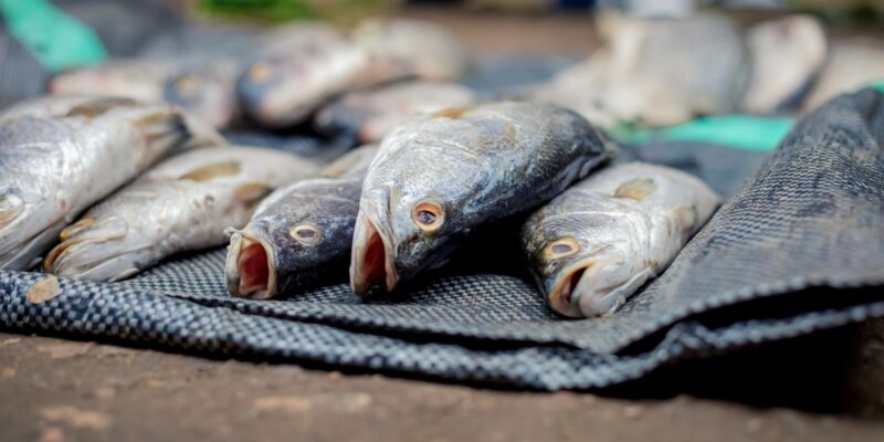 Corvina Fish: Your Ultimate Guide to This Delicious Catch