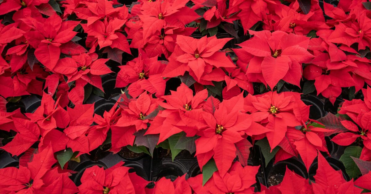 December Flower Guide: Blooms for the Winter Month