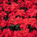 december flower arrangement