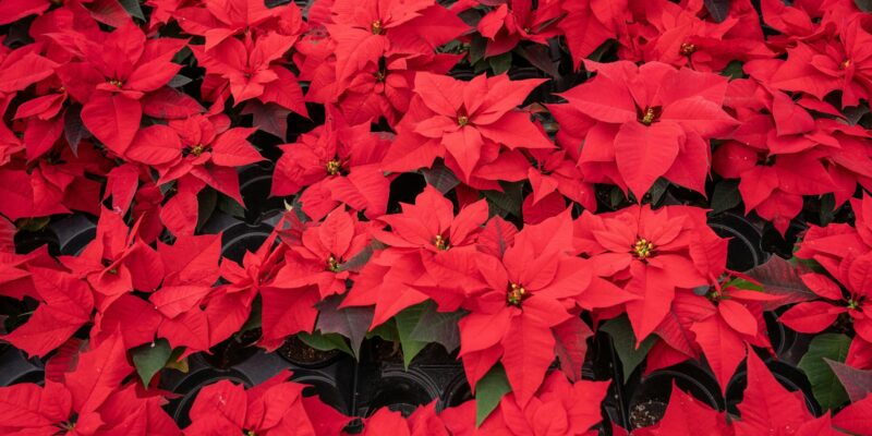 December Flower Guide: Best Blooms for the Winter Month 2026