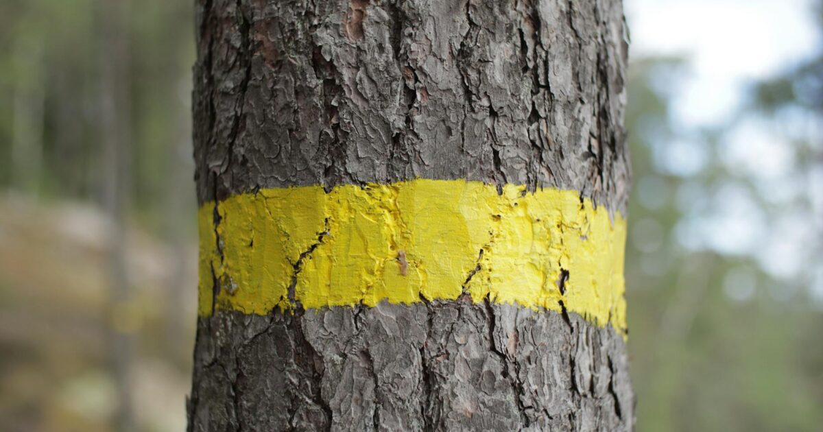 Diacritical Marks: Your Guide to Accents & Symbols