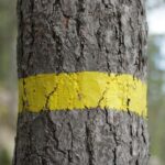 diacritical marks examples