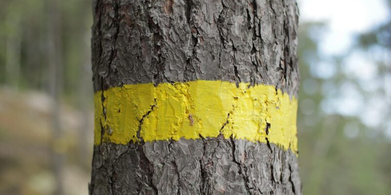 Diacritical Marks: Your Guide to Accents & Symbols