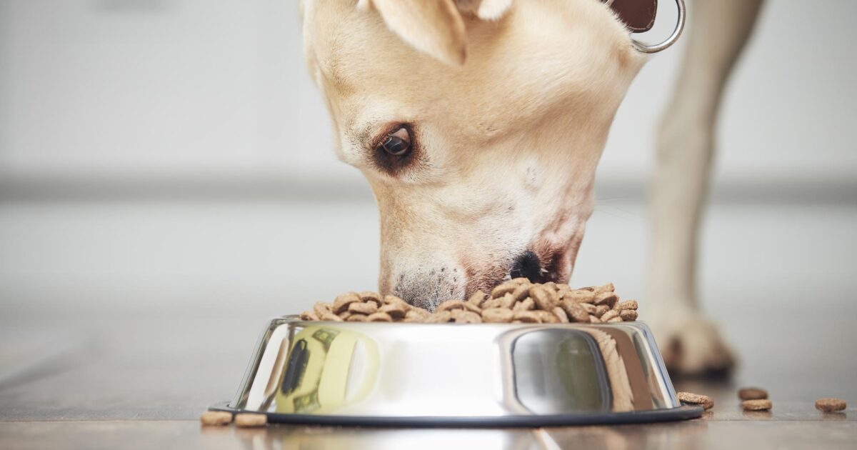 Can Dogs Have Spinach Safely in 2026? Your Guide