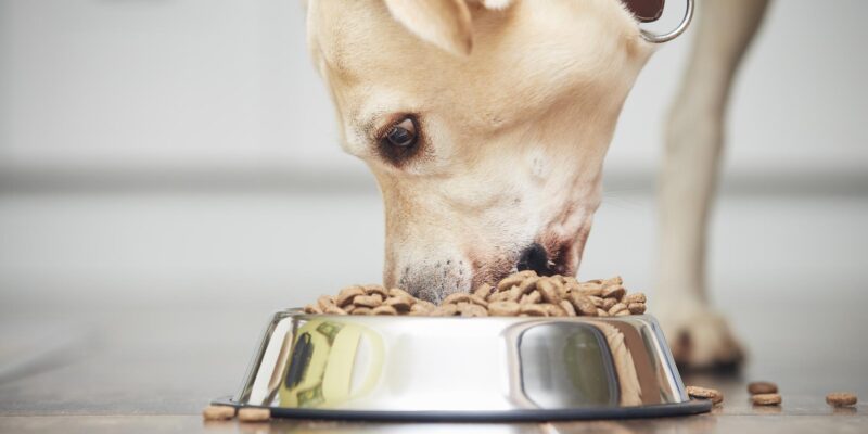 Can Dogs Have Spinach Safely in 2026? Your Guide