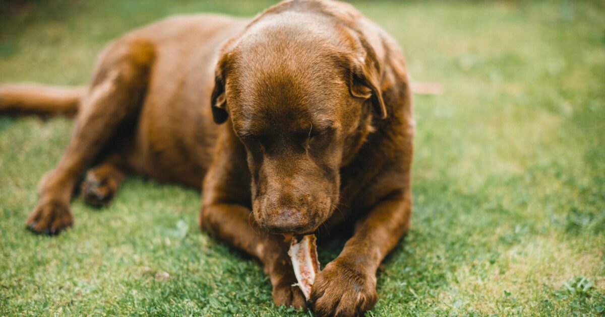 Can Dogs Eat Egg Shells Safely in 2026? Facts & Benefits