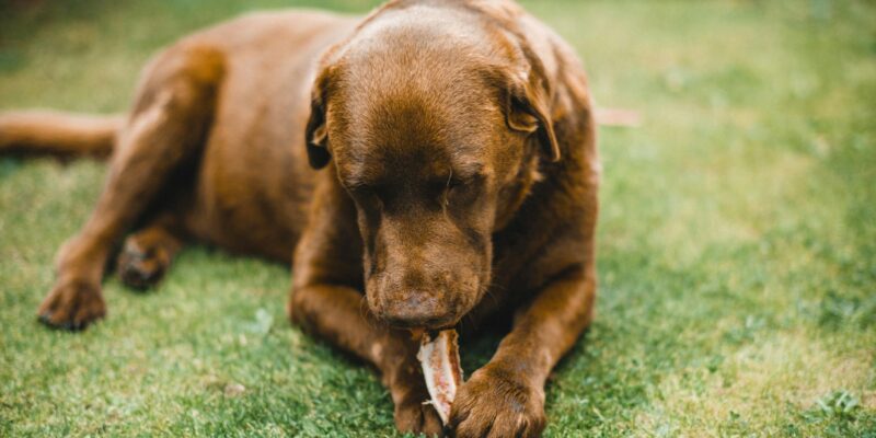 Can Dogs Have Yogurt? Safe & Healthy Options