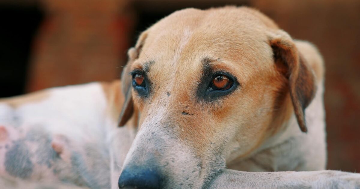 Dog With Eyes Closed Meme: Why It’s So Relatable