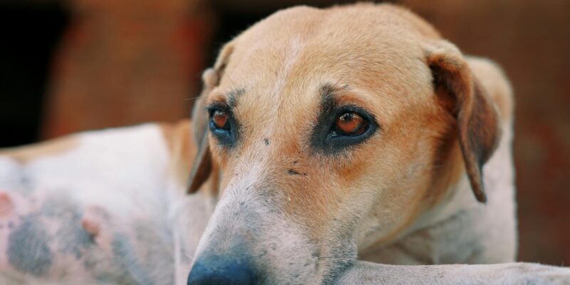 Dog With Eyes Closed Meme: Why It’s So Relatable