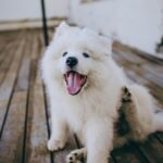 dog flea spray application