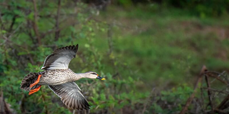 Can Ducks Fly? Everything You Need to Know
