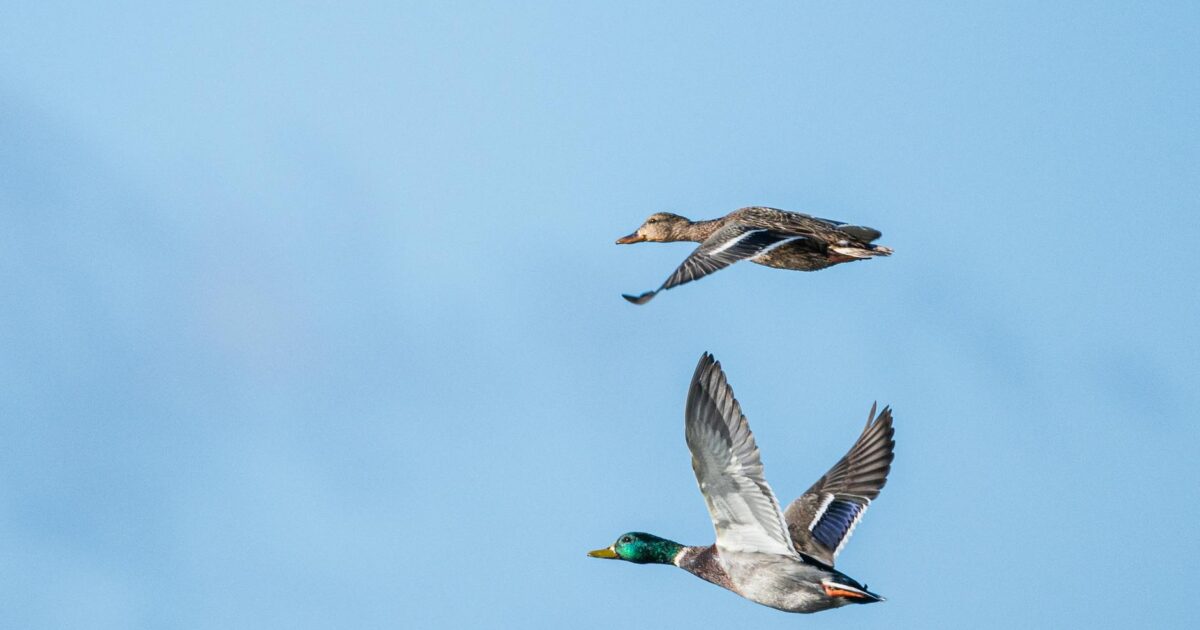Can Ducks Fly? Everything You Need to Know in 2026