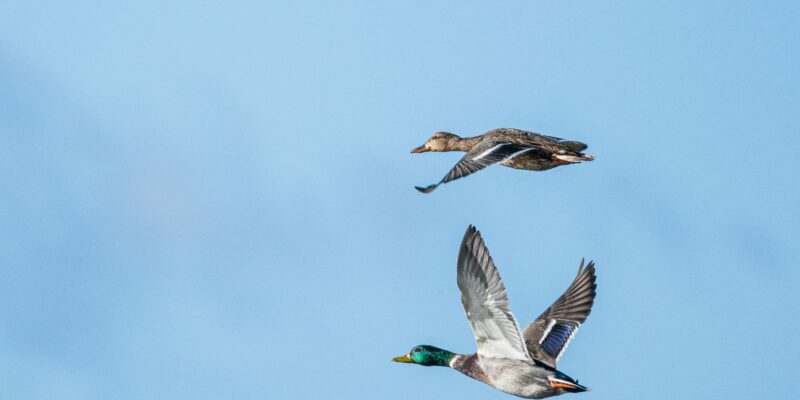 Can Ducks Fly? Everything You Need to Know in 2026