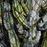 echinopsis pachanoi cactus