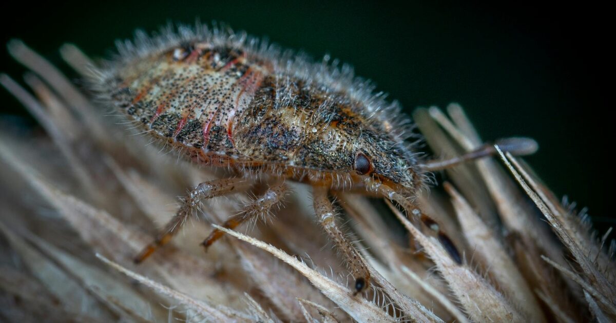 Fuzz Bugs Treasure Hunt: Your Guide