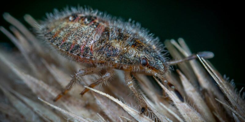 Fuzz Bugs Treasure Hunt: Your Guide