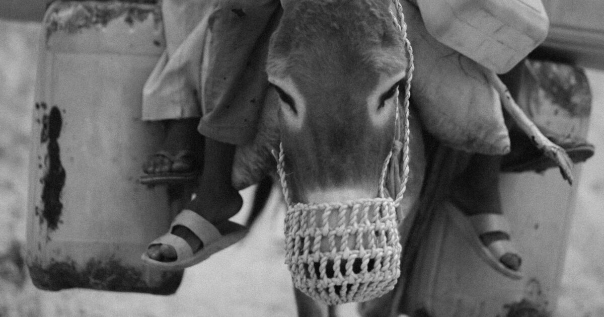 How Many Bottles of Water Are a Gallon?