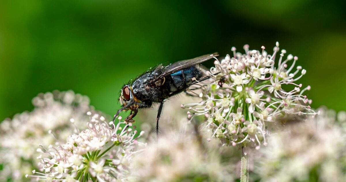How to Get Rid of Flies Outside