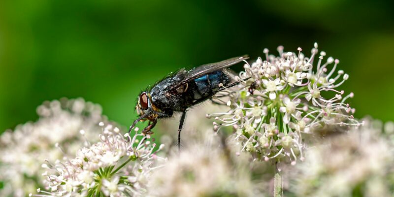 How to Get Rid of Flies Outside