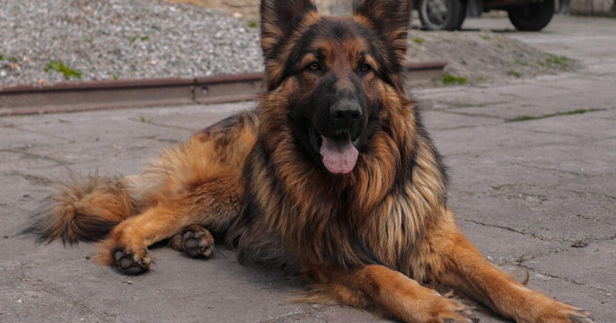 German Shepherd Mix: Your Complete Guide