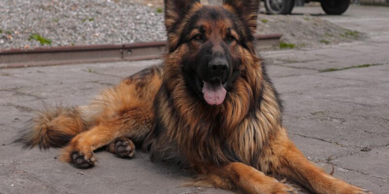 German Shepherd Mix: Your Complete Guide