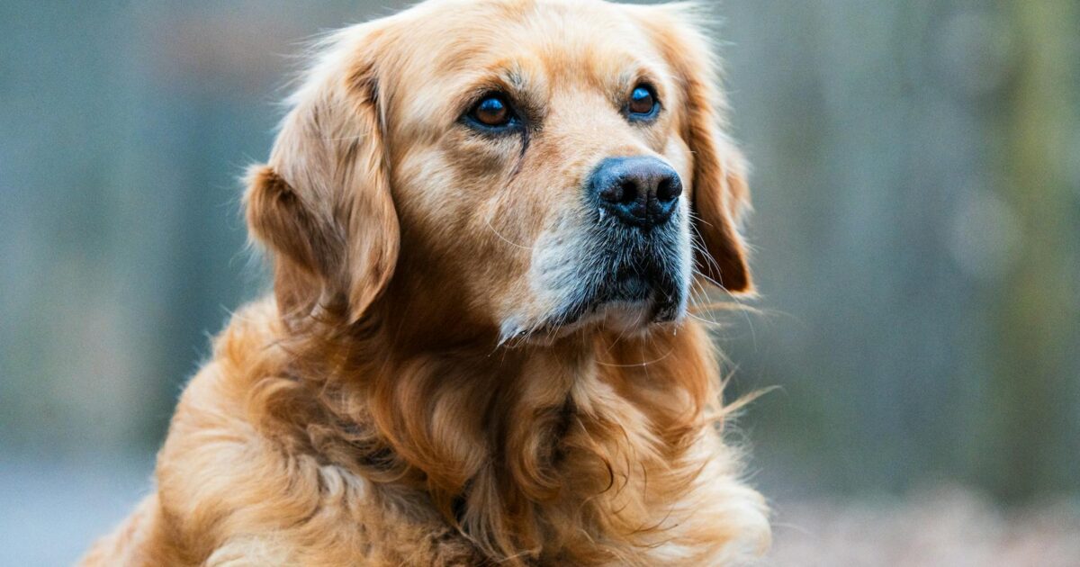 Alsatian Golden Retriever Mix: Your 2026 Guide