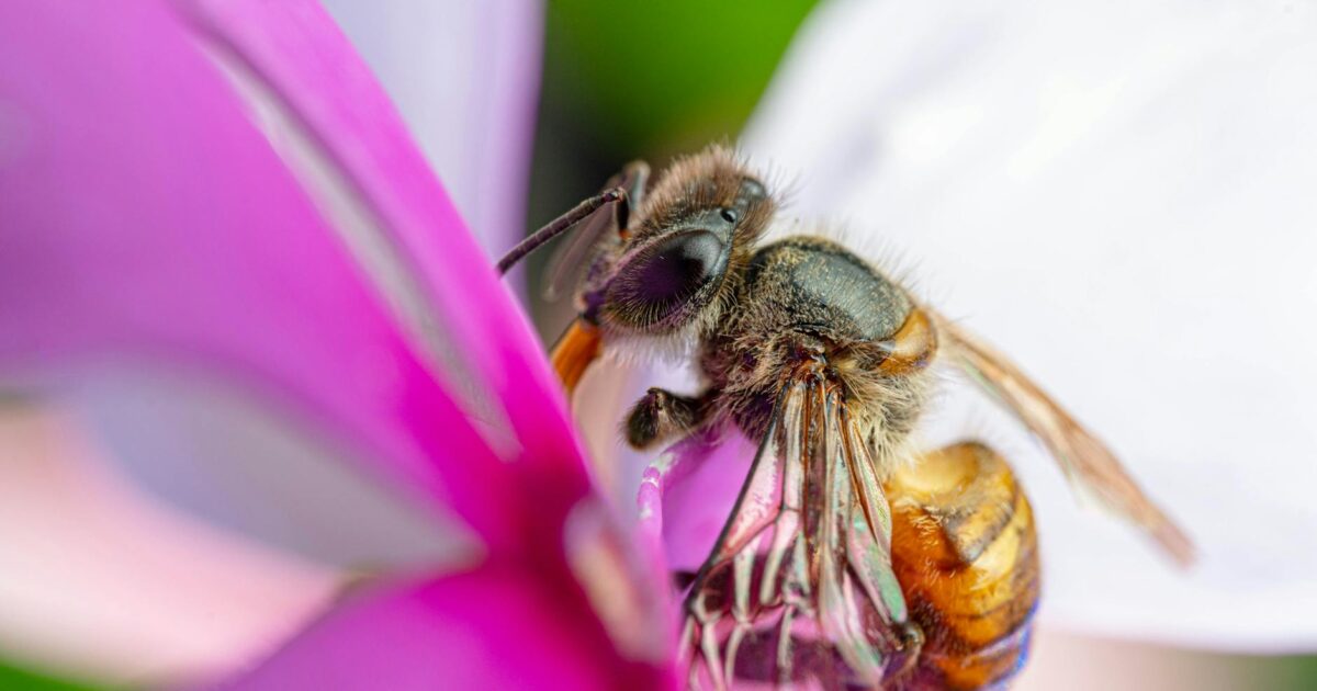 How Long Do Bees Live? The Buzz on Bee Lifespans