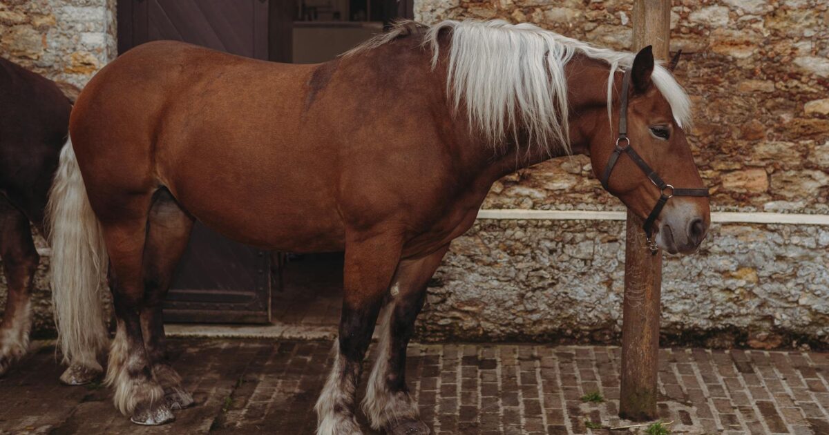 How Much Does a Horse Weigh?