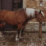 horse standing in field